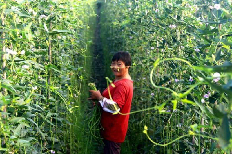 豇豆变身“金豆豆”1