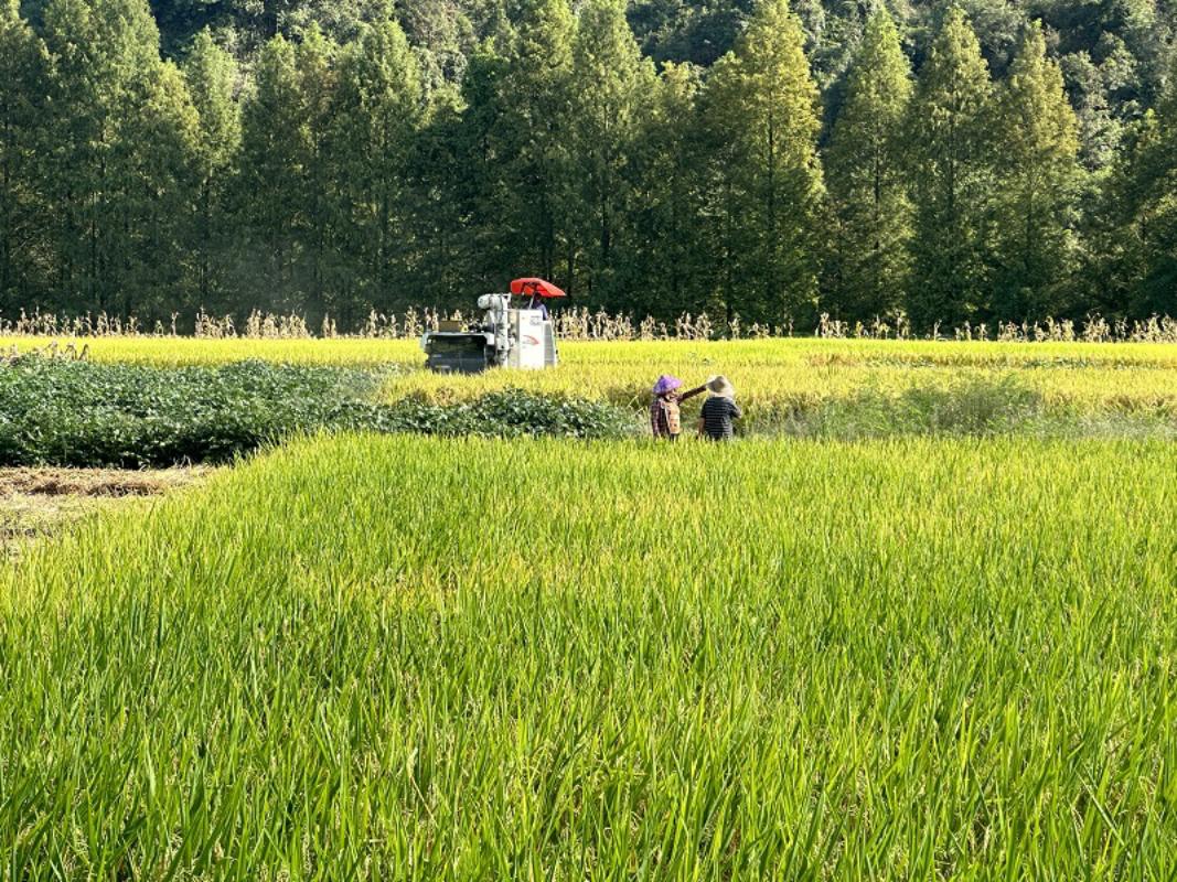 齐云山镇：稻花飘香说丰年 机械助农促振兴1