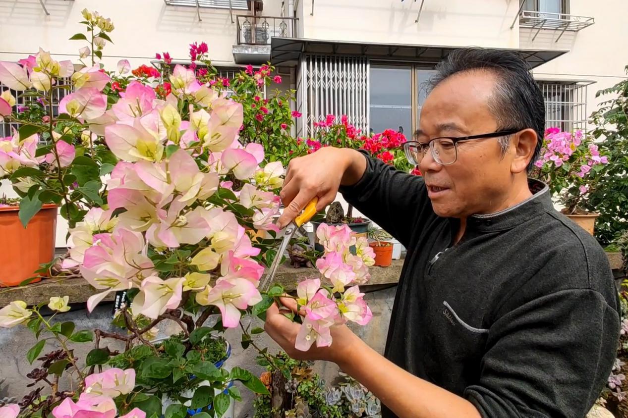 休宁：老有所乐种花忙 三角梅花满庭开(1[00_01_26][20231023-101504]