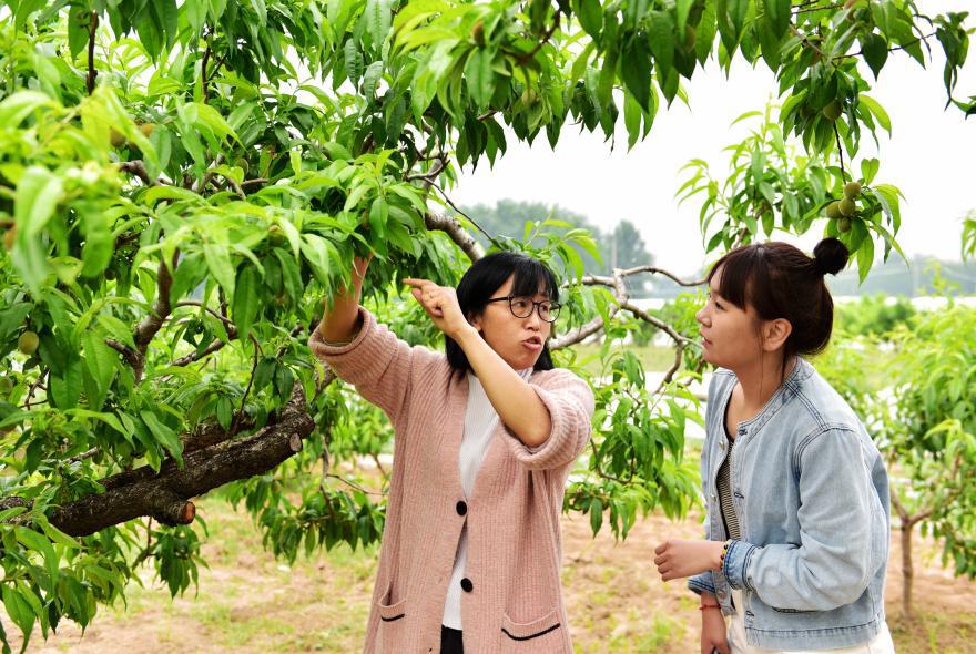 10、给大学生村官示范桃树管理