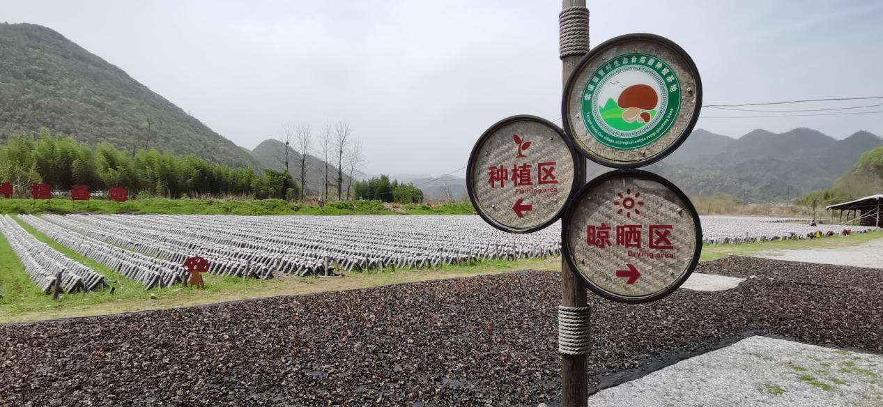 棠溪镇曹村村食用菌种植基地 韩亚东摄