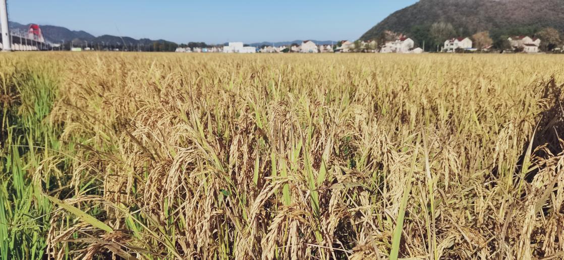 墩上街道河口村水稻成熟 韩亚东 摄