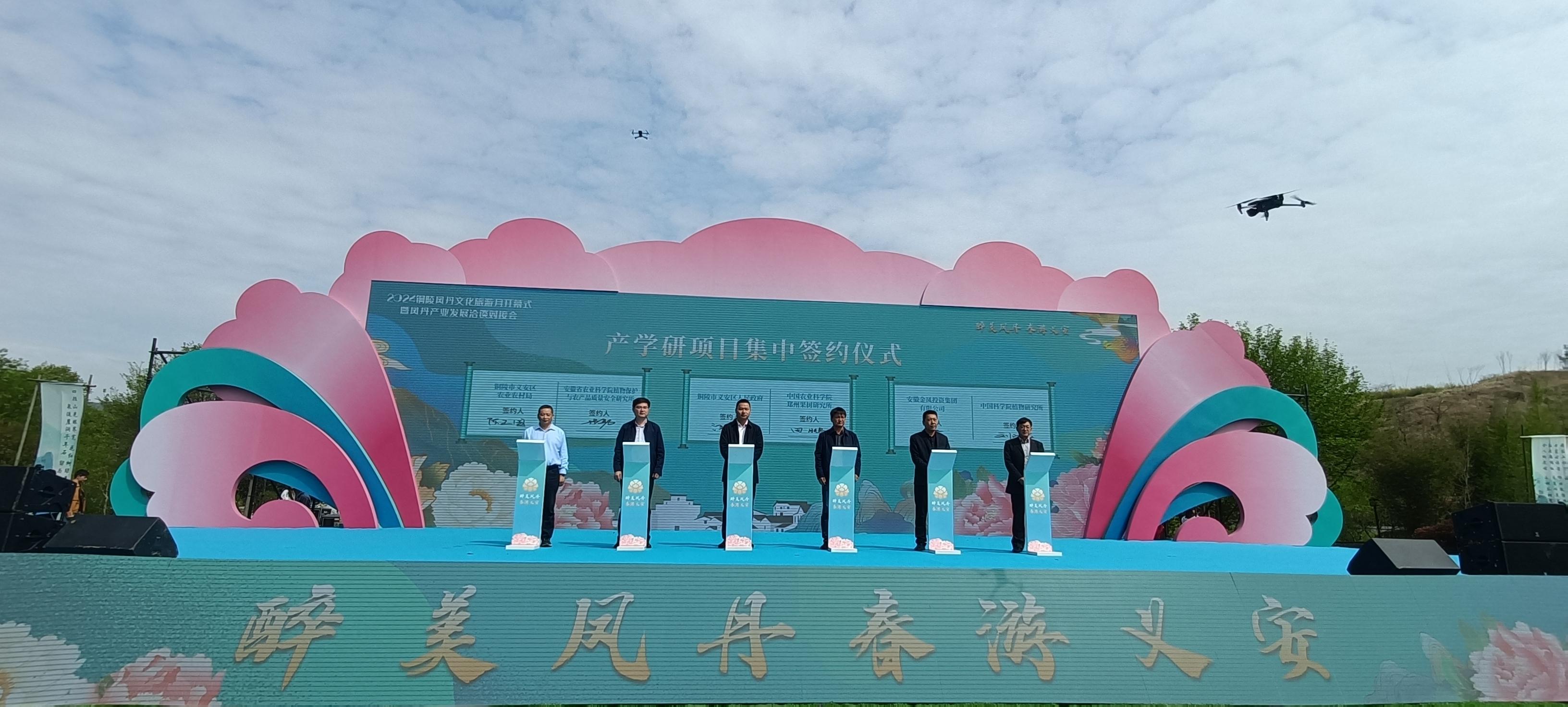 凤丹3