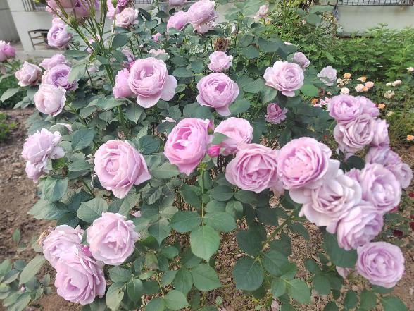 3F43BDAA0BD971D43A99D2C32AD79E1F