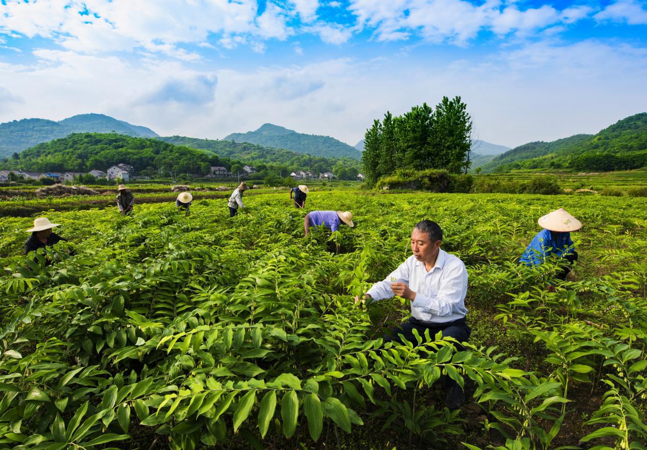 九华黄精基地2