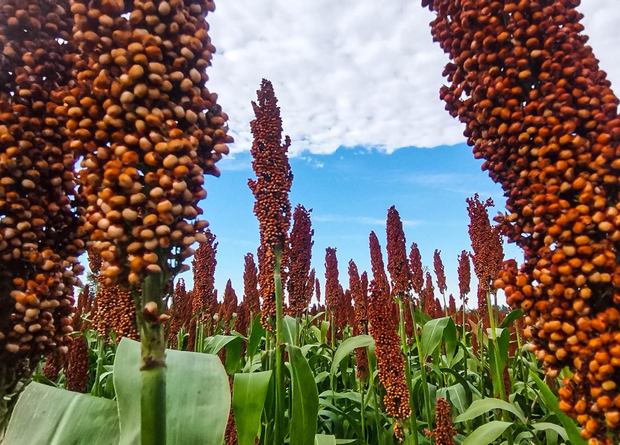 ed083efff701f05e9575aee3c769704