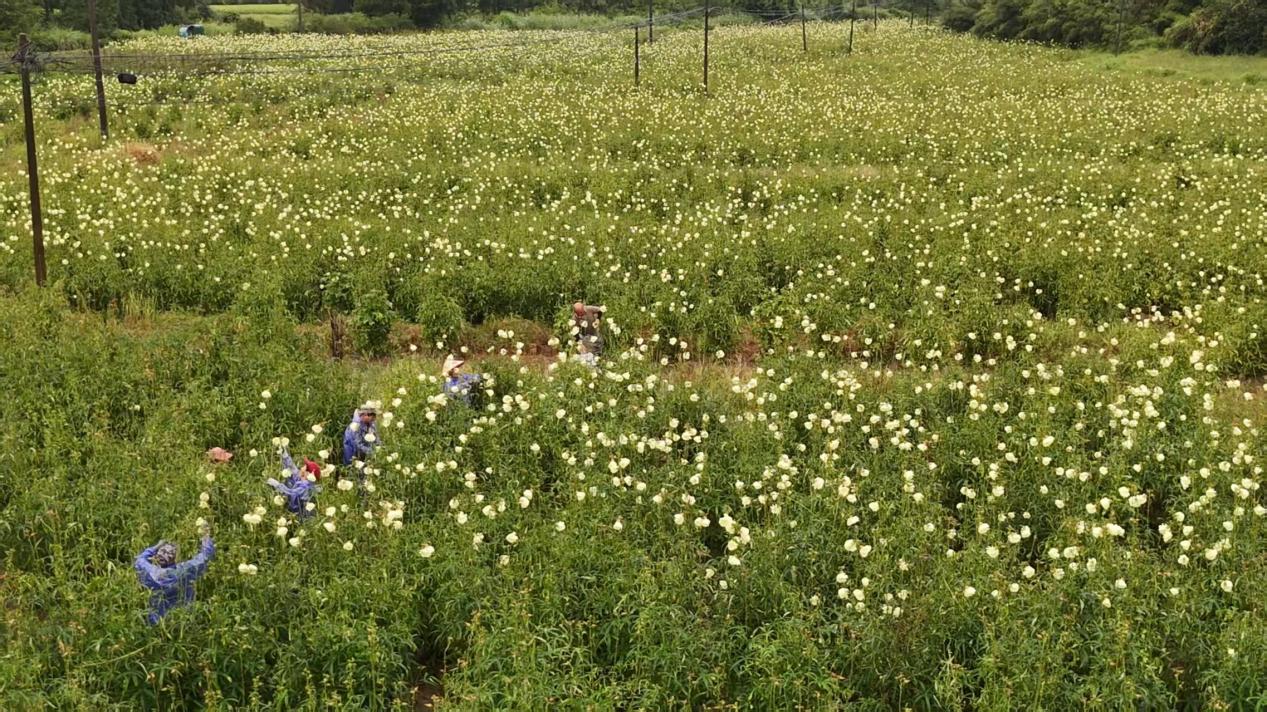 0fdf27098e4a8e21cb1eda78d9973446