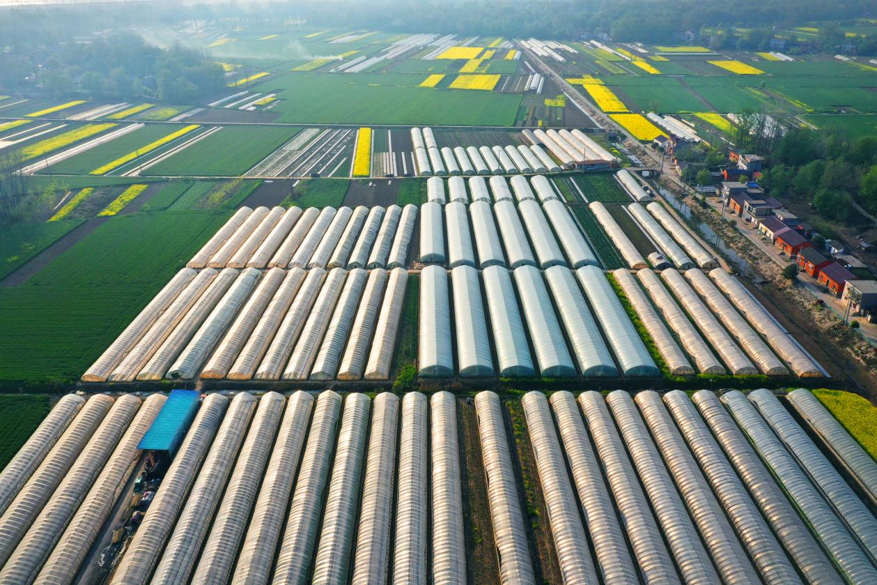 共富路上的乡村风景——江洲上的蔬菜种植基地 （组照4幅）3 -齐欣13965226321