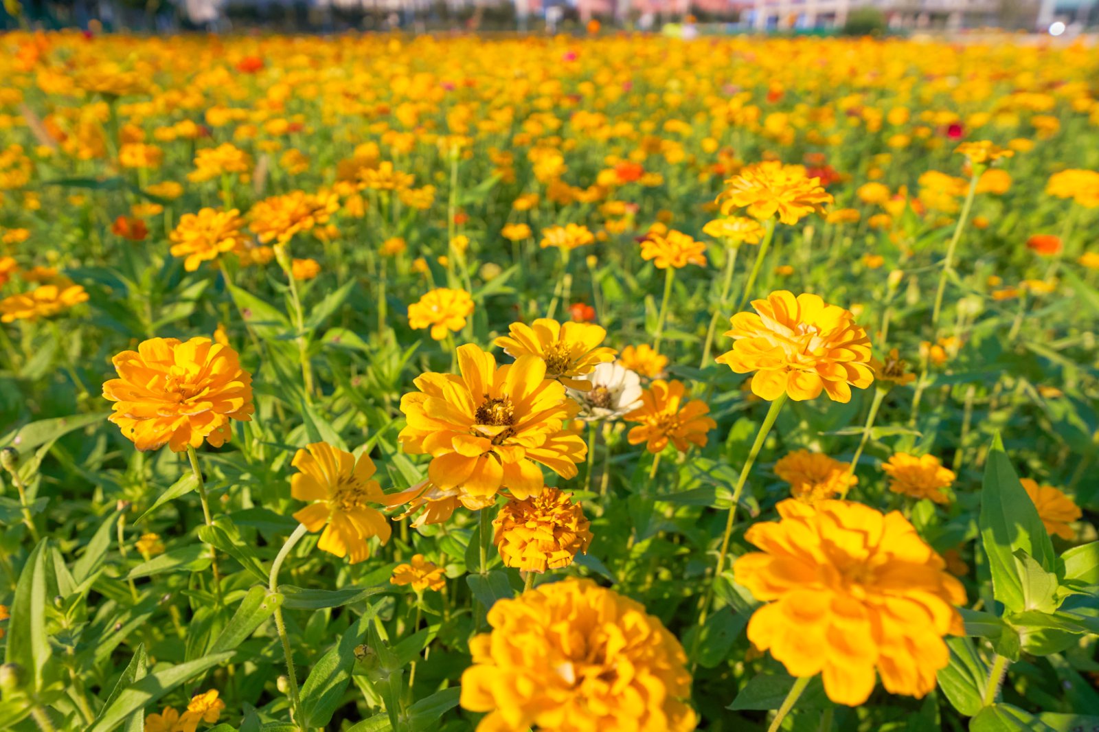 36ee12f0bo8bc036d81ae3e66dcf4421