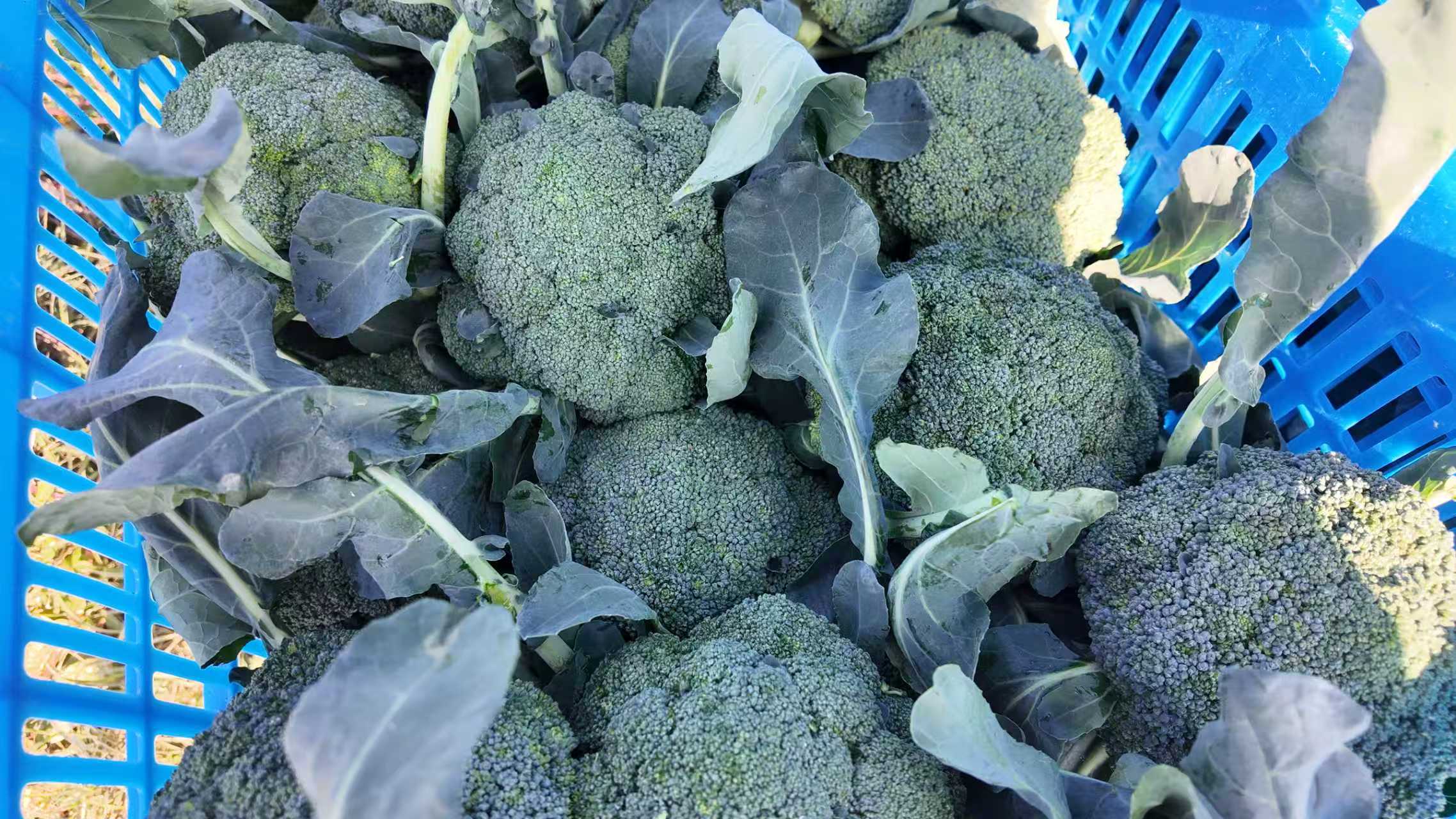 微信图片_20251114083810