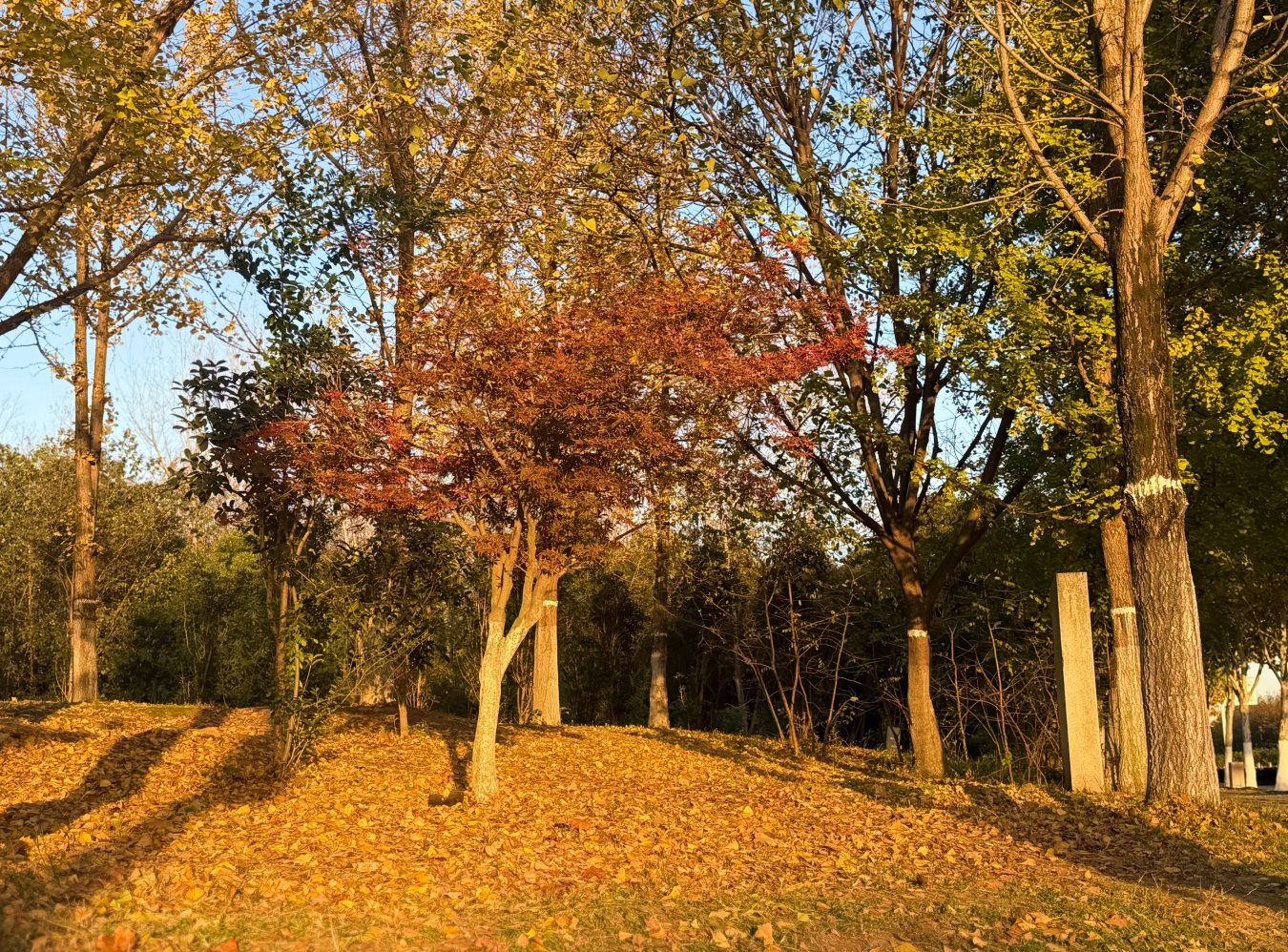 C:\Users\dell\Documents\WeChat Files\wangting3123\FileStorage\Temp\5cbac4d9caa134e3c26aaf8afb3f55e.jpg