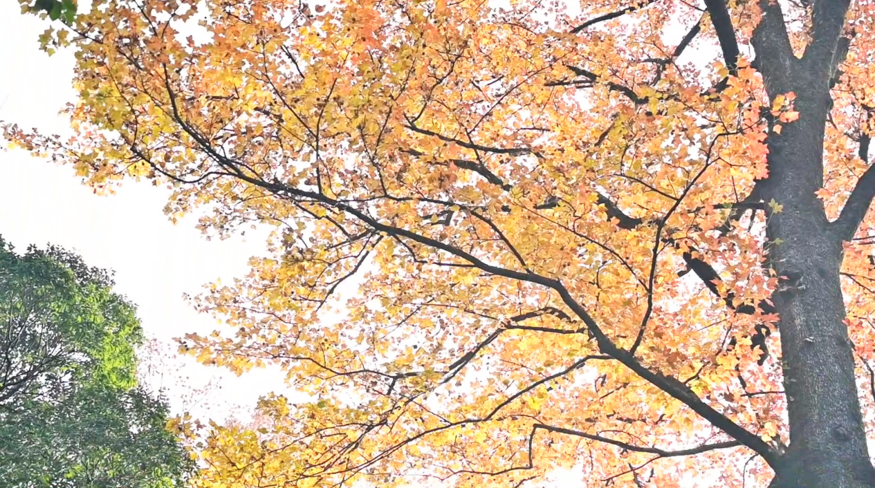 79c7e66b57b6844ead3b584dd55e9c2b