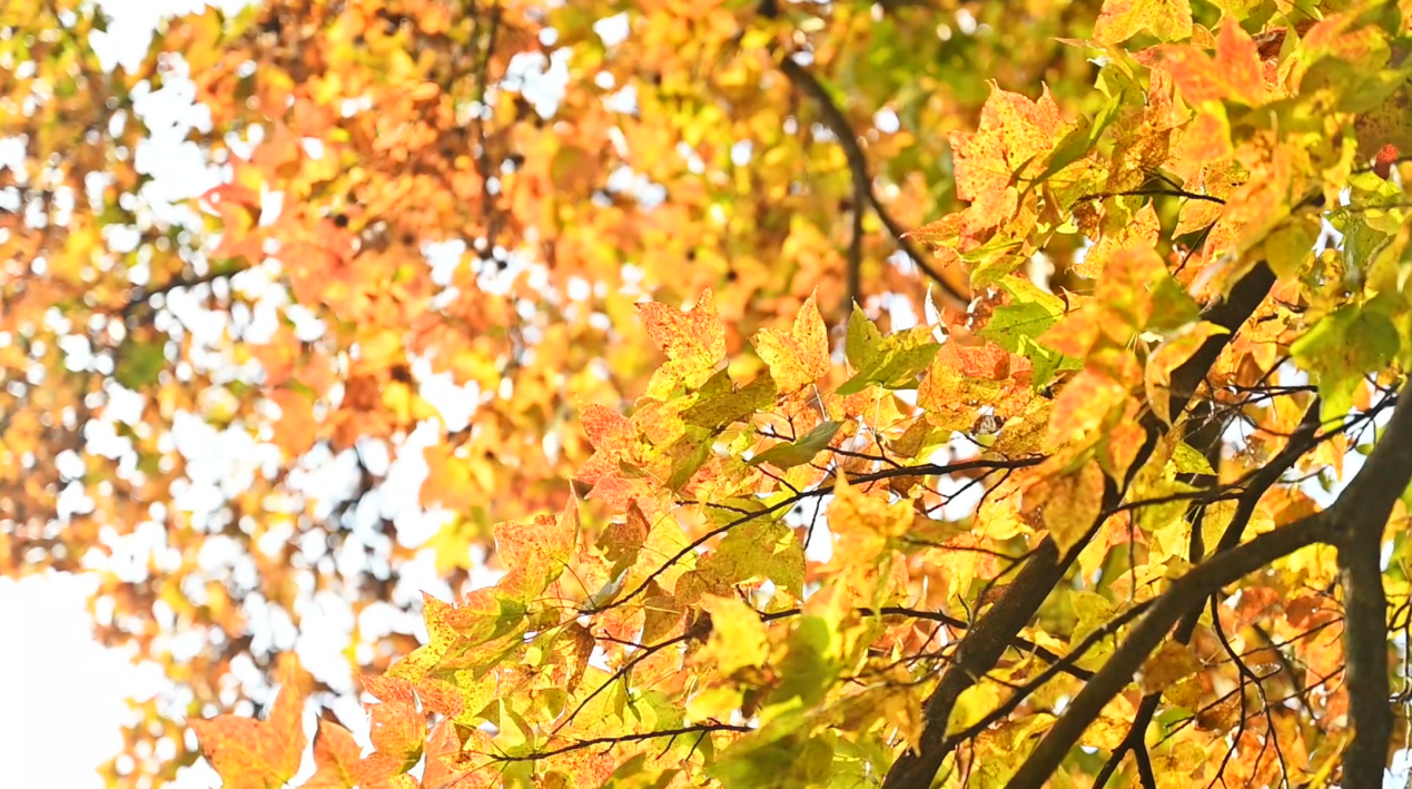 7425aaca5cd708fa96361b46628cd2a0