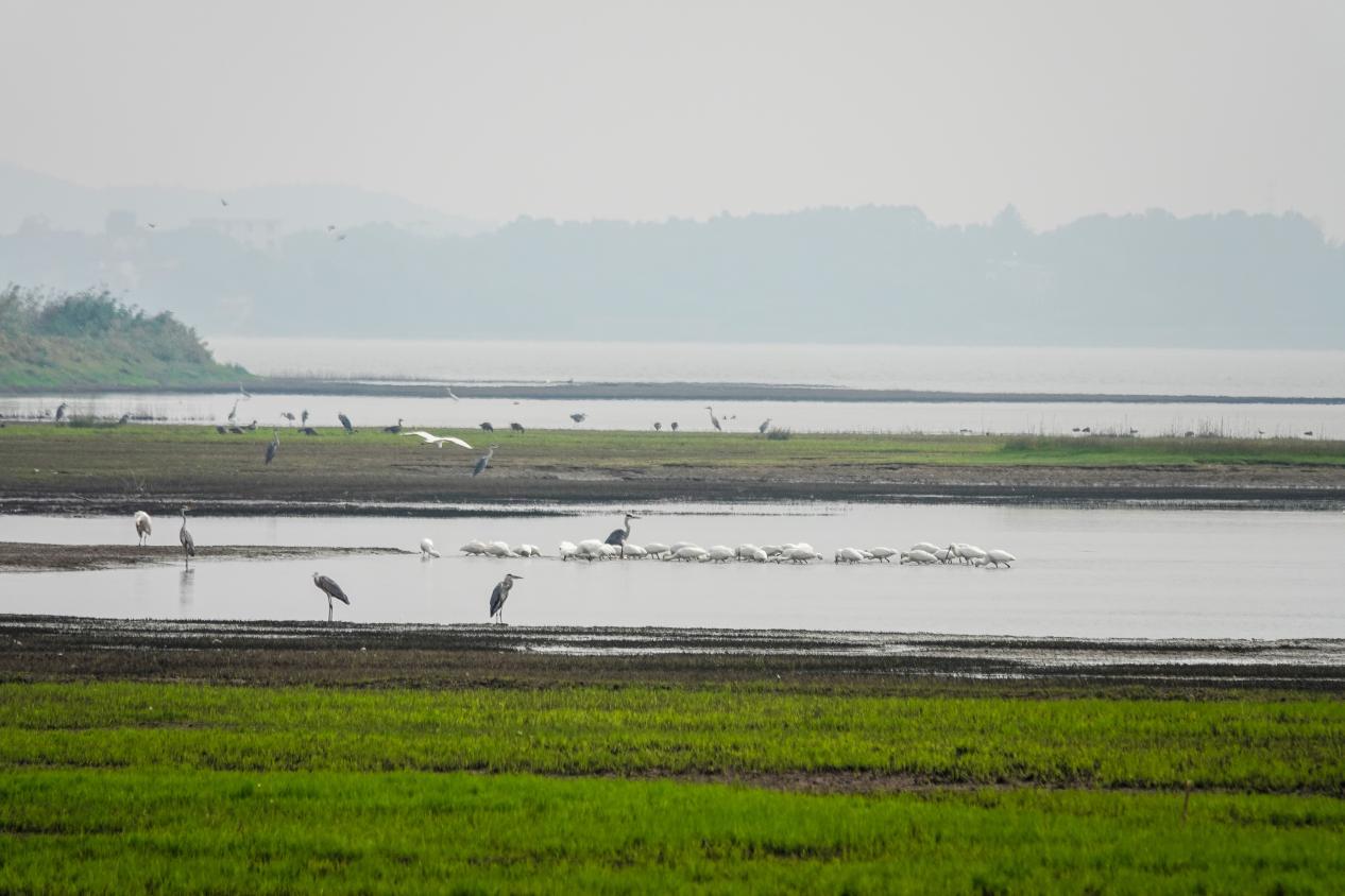 许咀湿地15