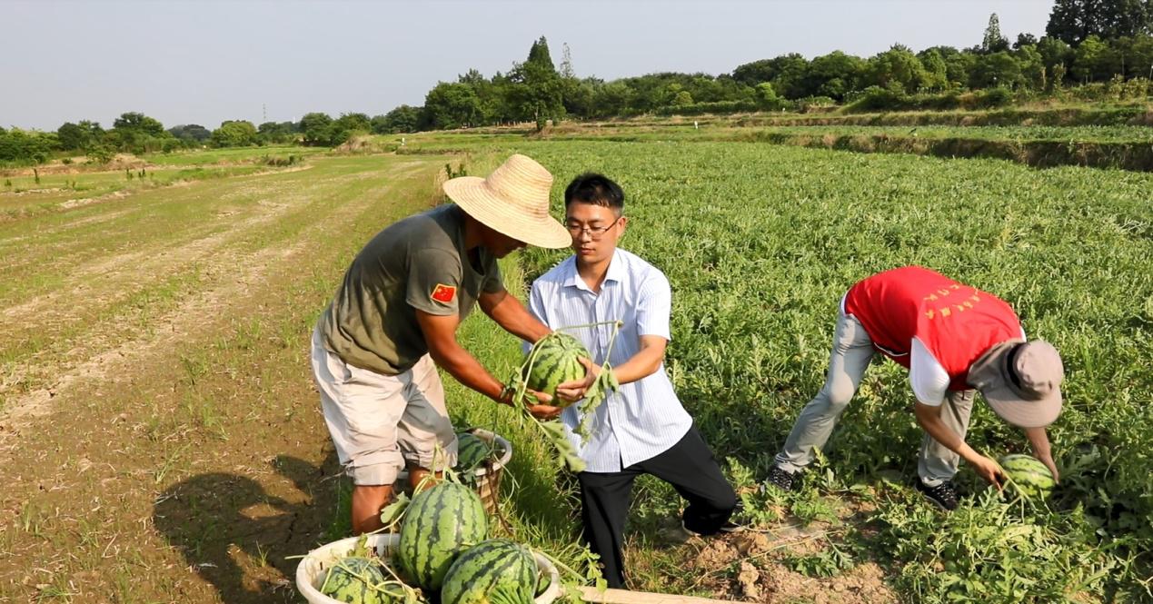村里志愿者正在帮助韦家琪采收西瓜.png