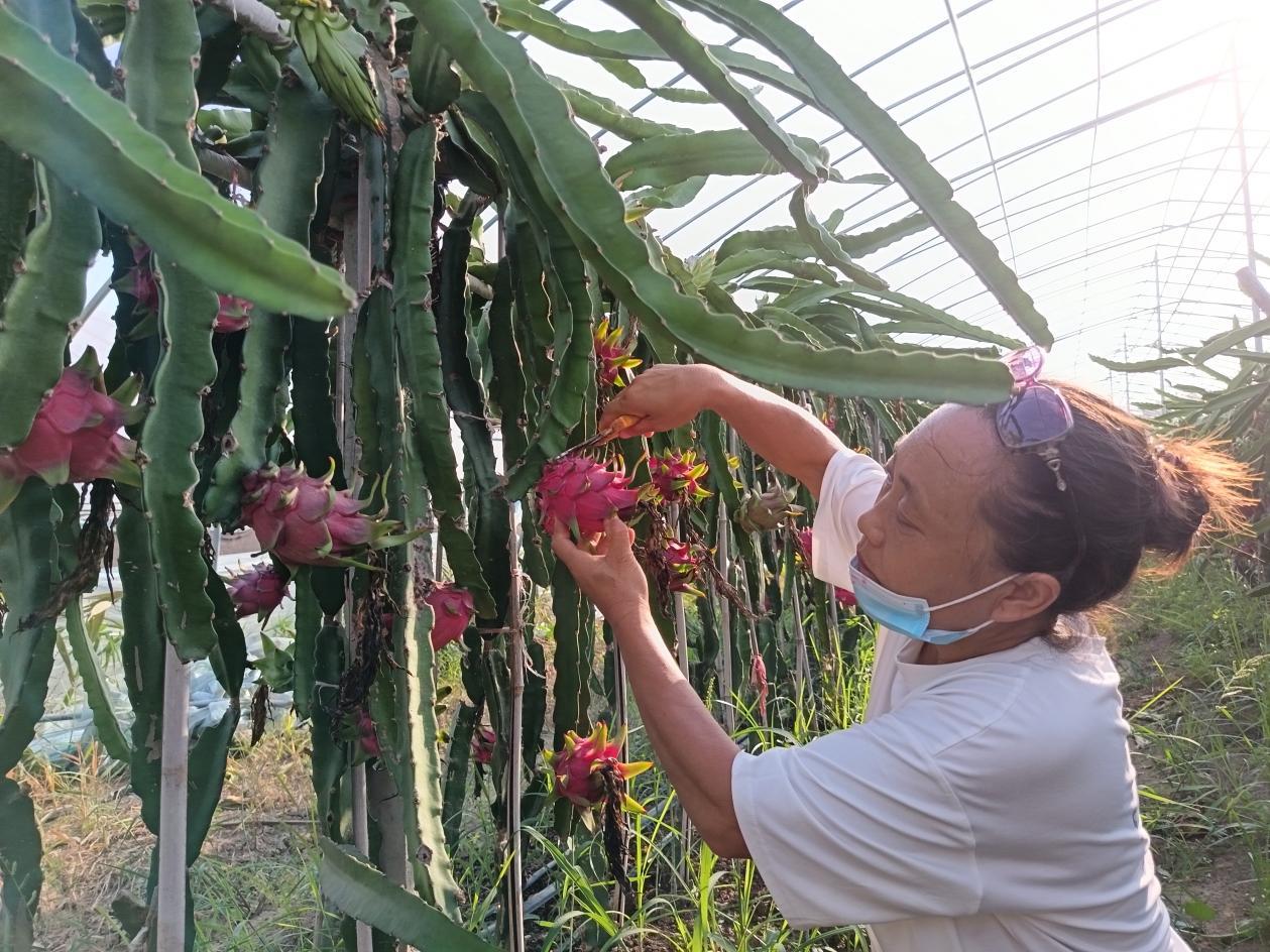 埇桥区：特色农业助增收