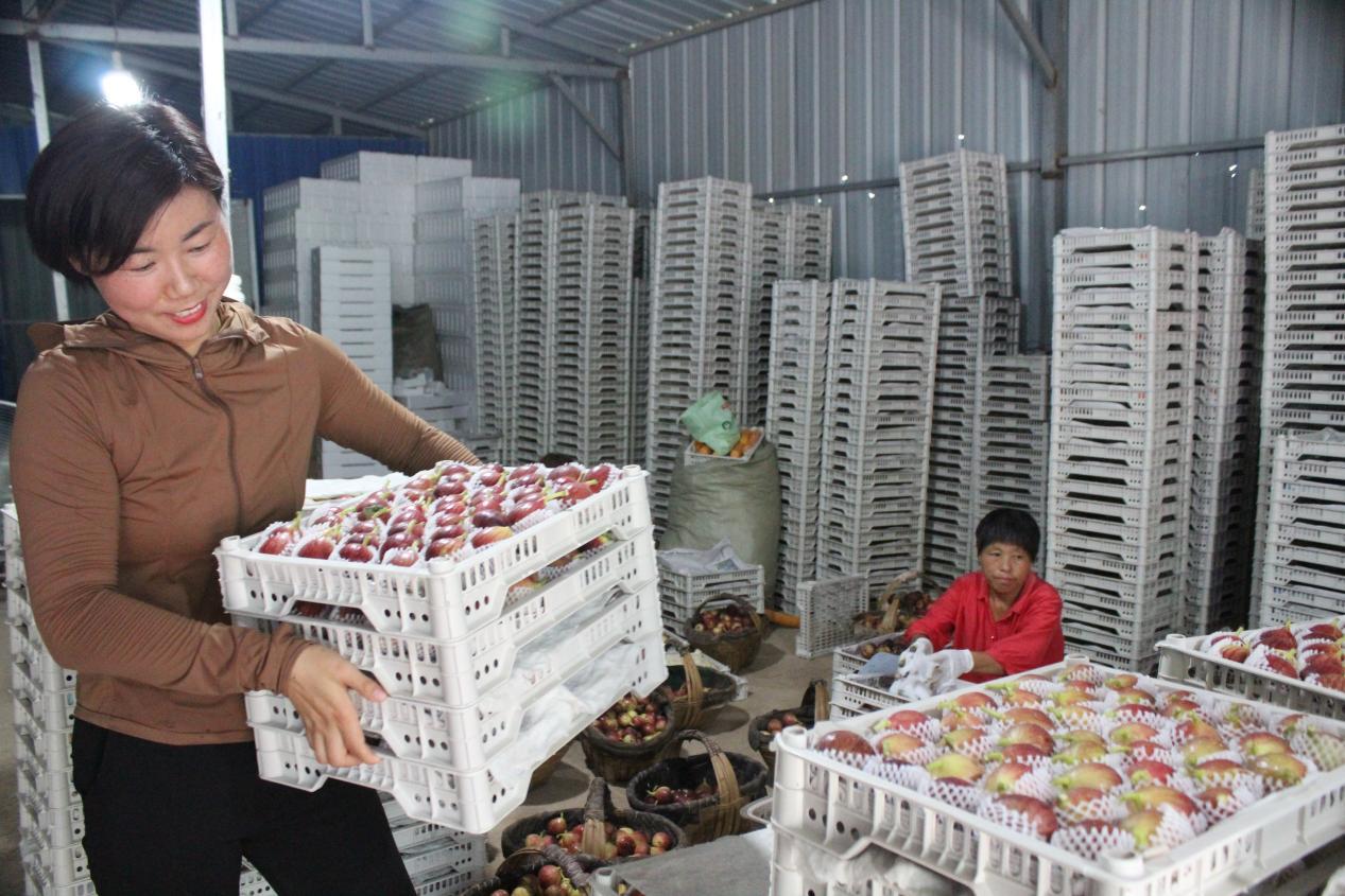 埇桥区：小小无花果 致富大产业