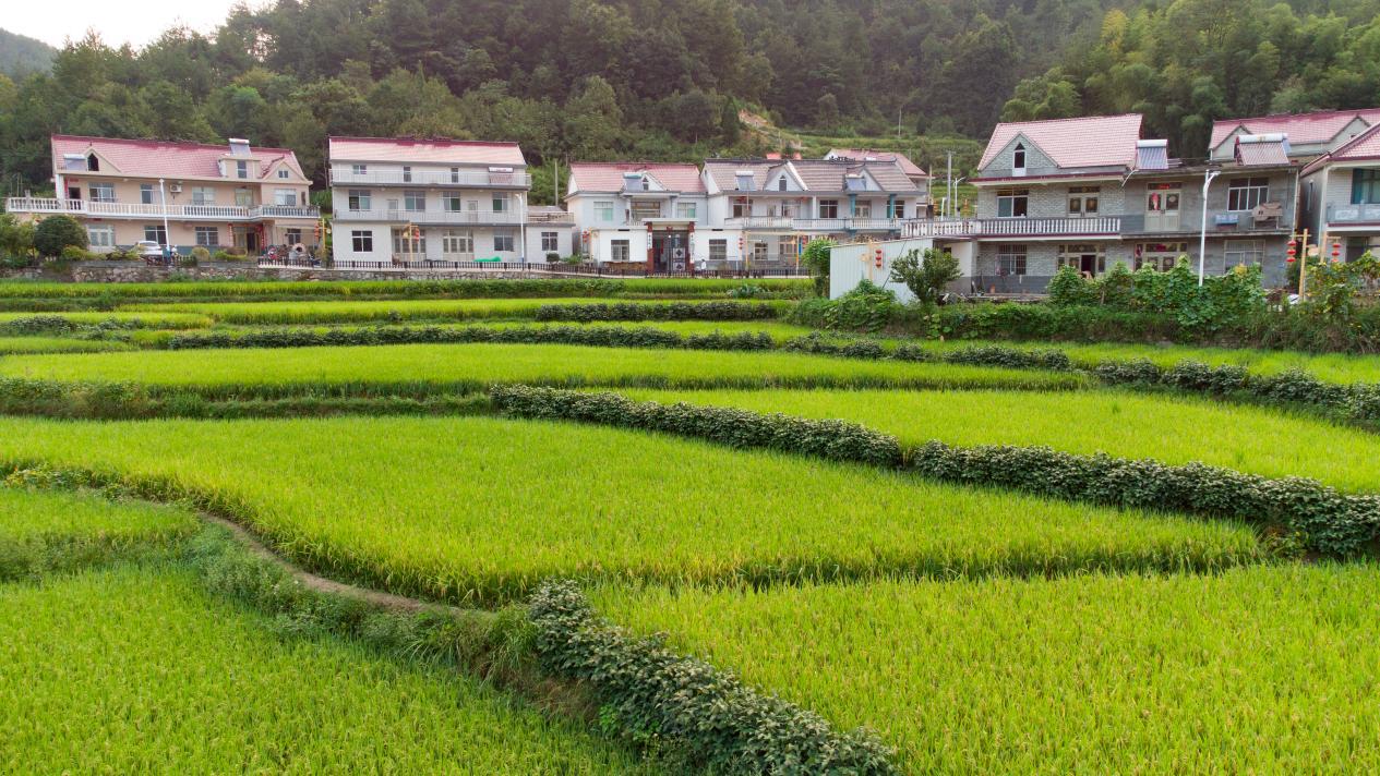 DJI_0427