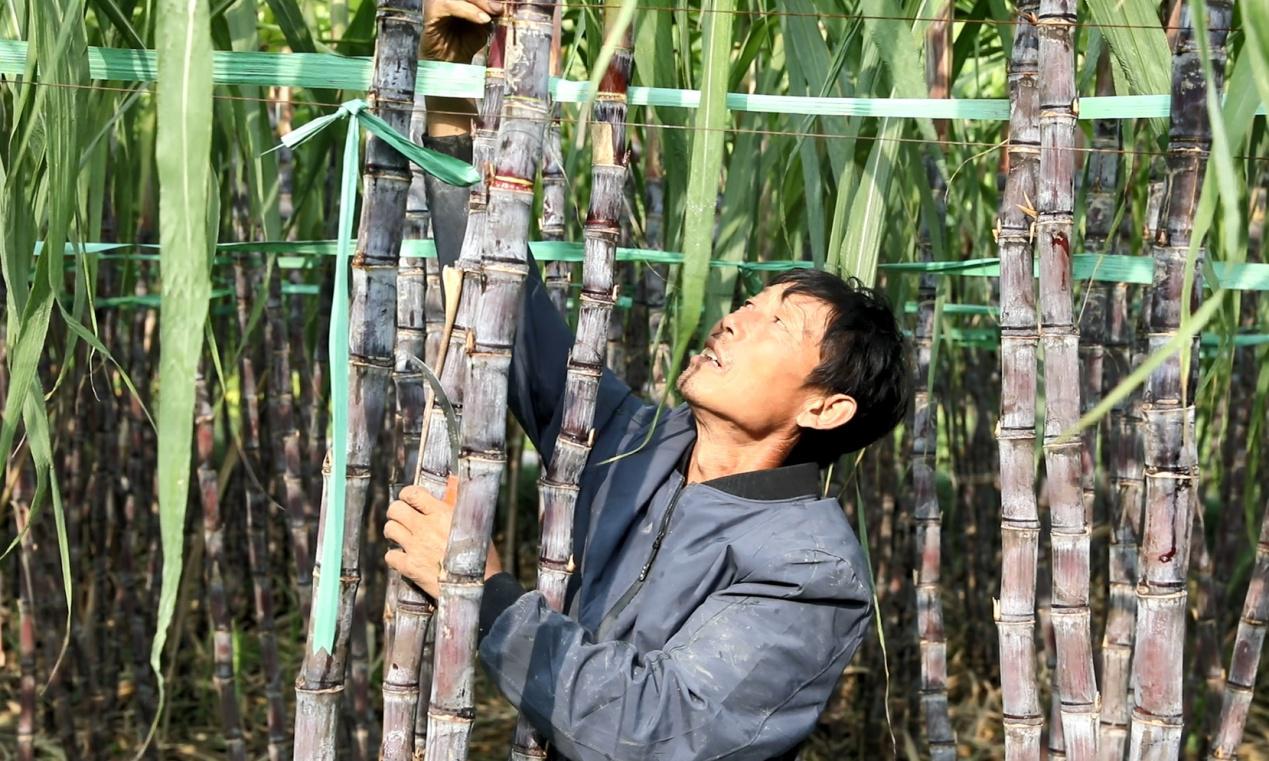 工人正在采收甘蔗 (2).jpg