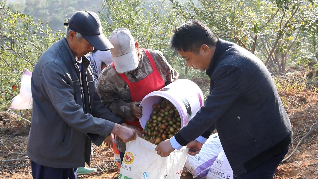 村干部在收购油茶果.jpg