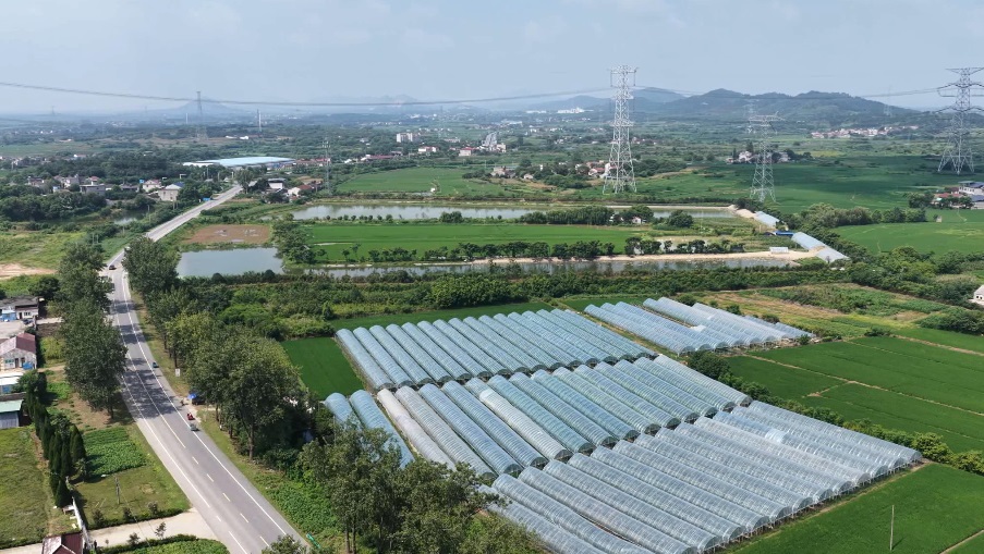 鸟瞰彩虹葡萄园.JPG
