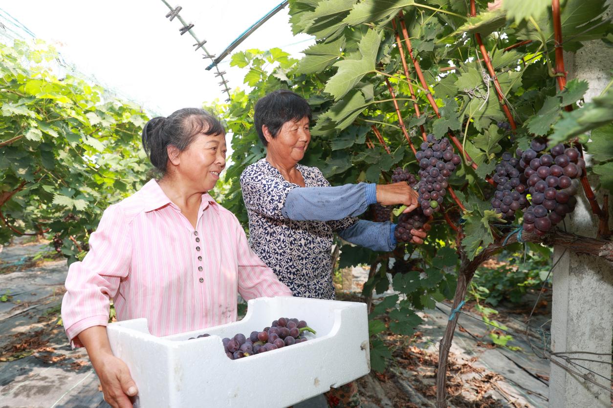 李洁玲葡萄