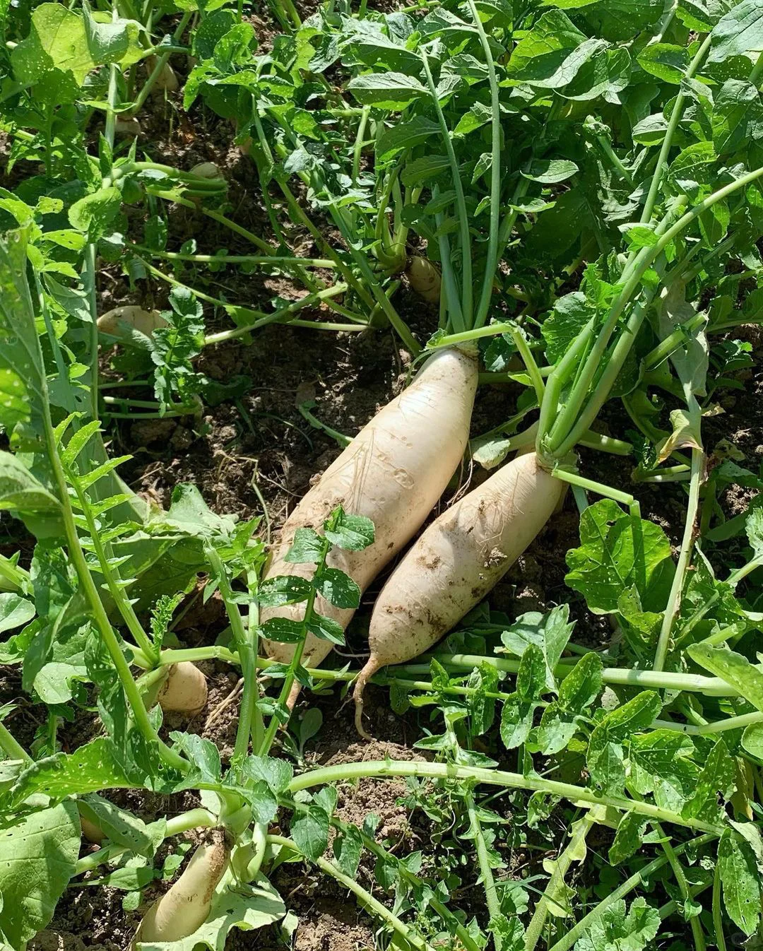 c1defb5bfbc27616e2153ba119ad6681