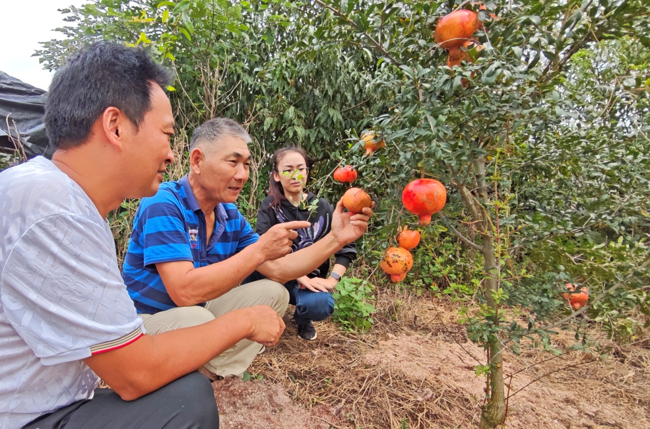 9月12日，安徽省庐江县盛桥镇500亩石榴园，果农正在采摘软籽石榴，体验丰收喜悦 (5).jpg