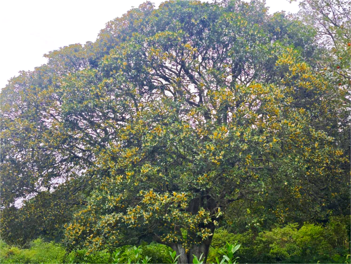 1efaf0a01f24f88c455ad4a247e01bd7