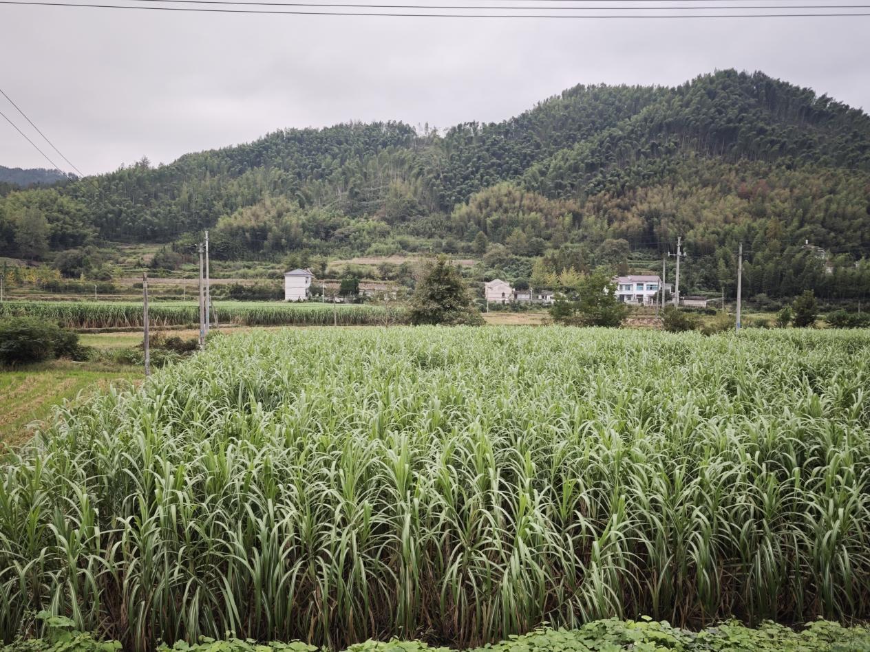 494f5151dc84793438db0a0f6bfe1d3