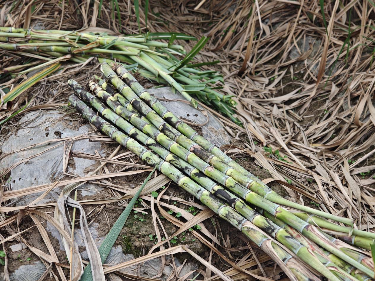 ffcb00ce3319ae57e917b5d29bca520