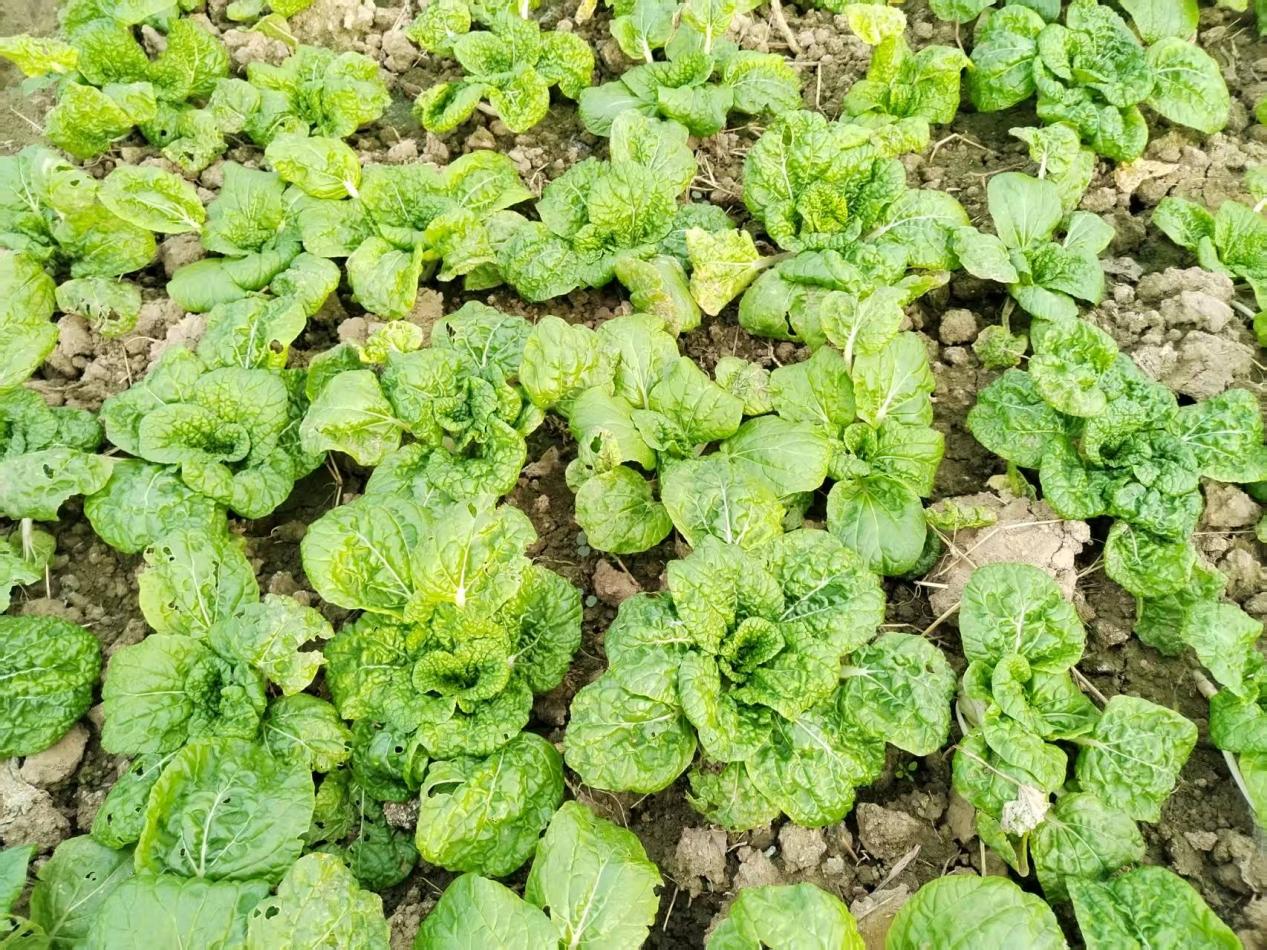 微信图片_20251103170135