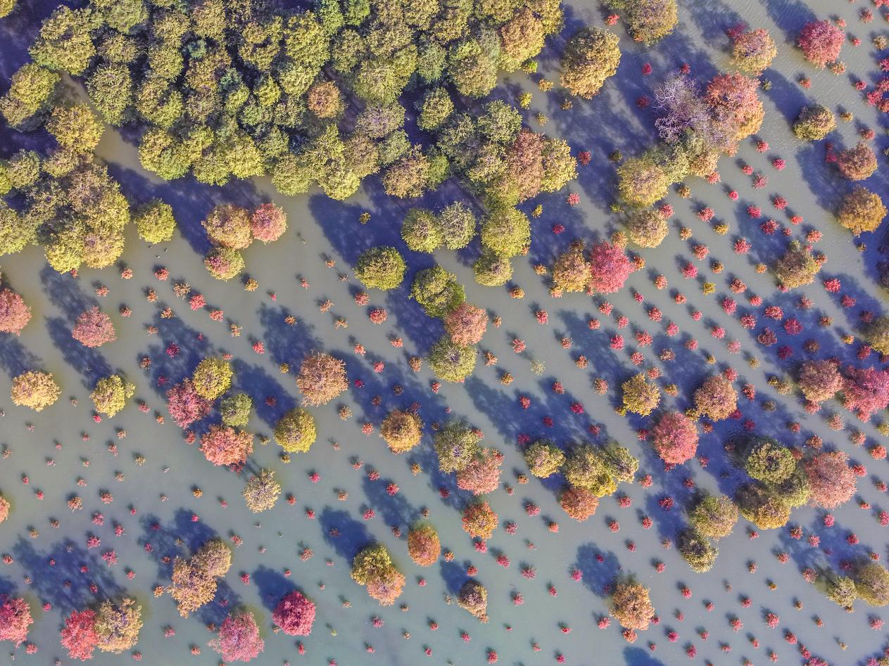 DJI_20251102110926_0085_D - 副本