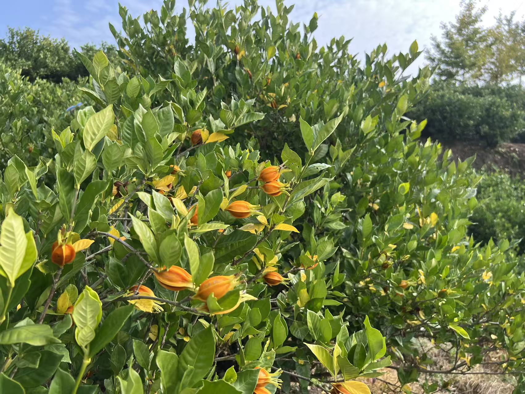 51dca098298f7a2f3531e86bb818a21d