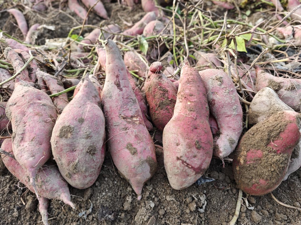 540aeaaf89f09bfe4eb91f5d247ceb9