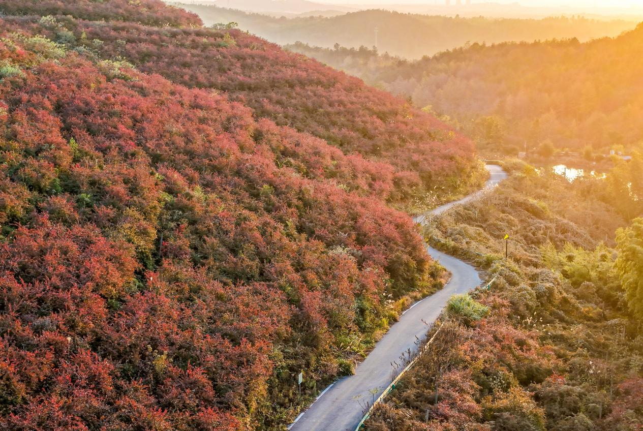 DJI_20251126164546_0050_D