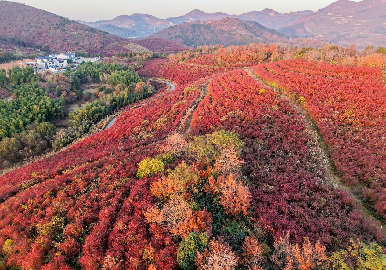 DJI_20251126165055_0073_D