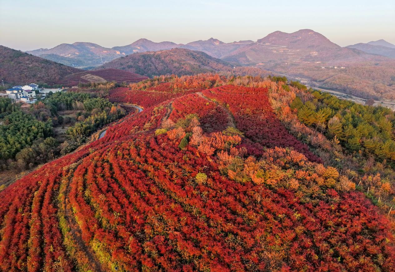 庐江：千亩蓝莓换“红妆”