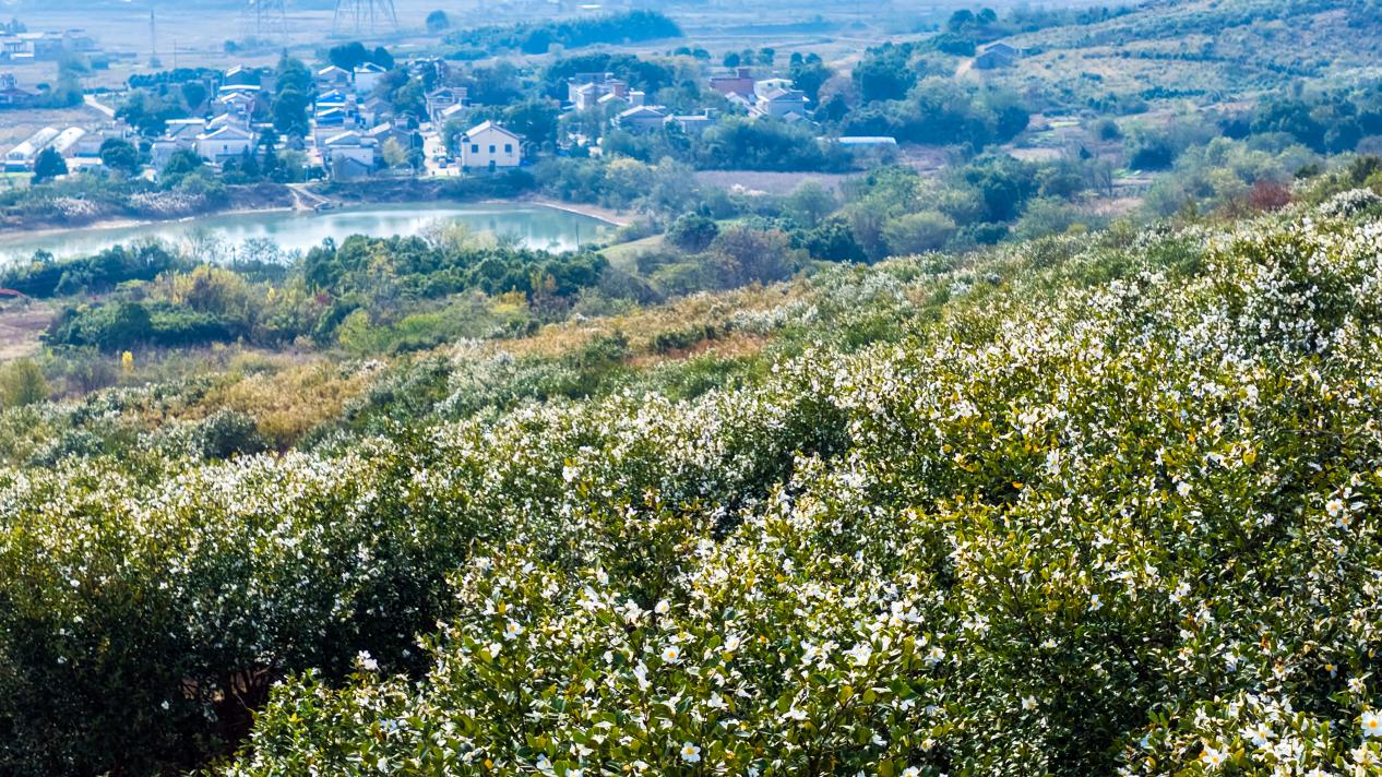 4ecf3f35e334e805c27a0d83d382b012