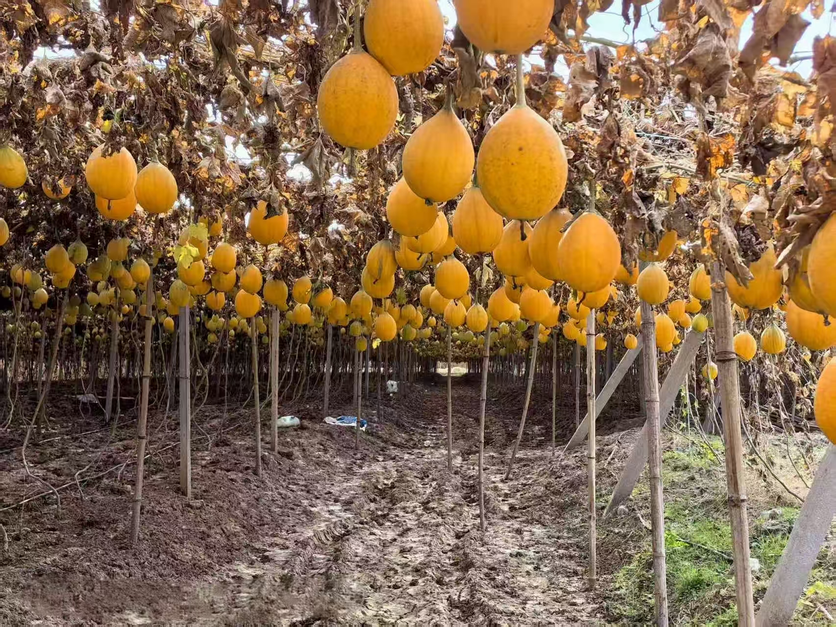 微信图片_20251208094917_543_1