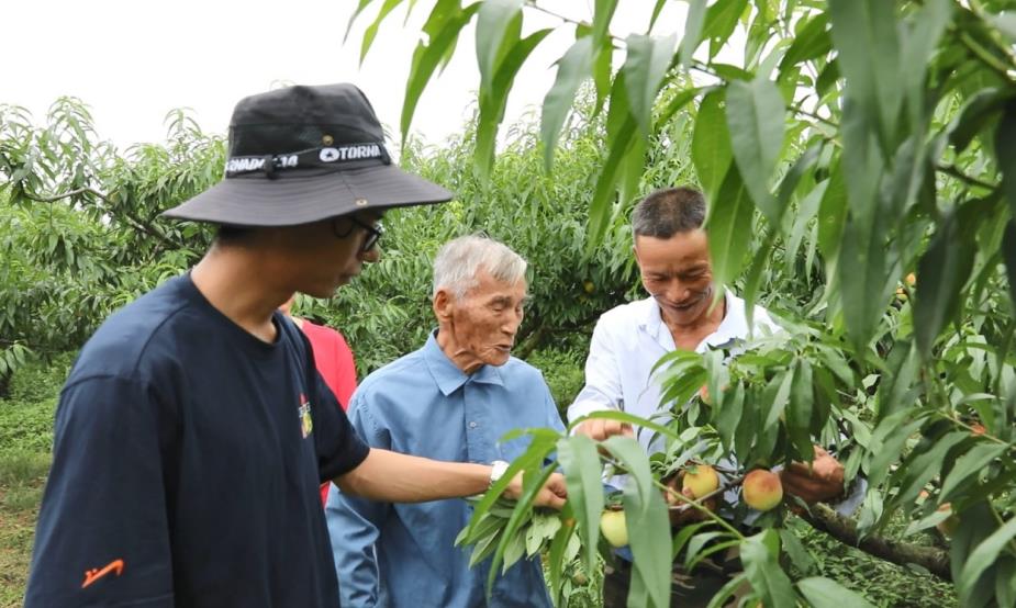 施得宝（左一）与爷爷、父亲在查看桃子成熟情况。