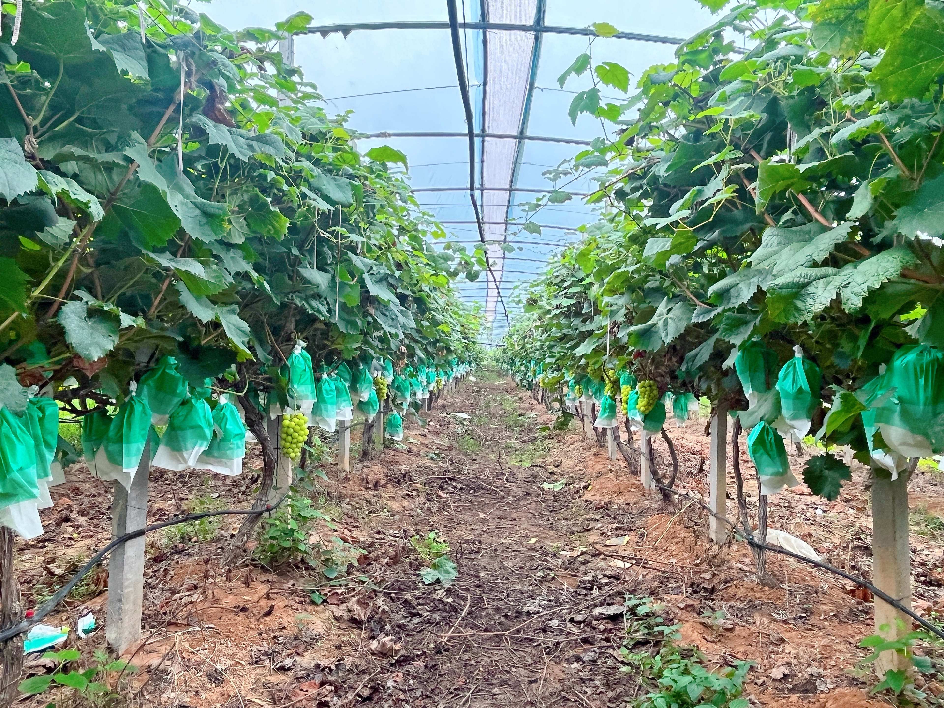 一串串“阳光玫瑰”葡萄沉甸甸地挂满枝头.jpg