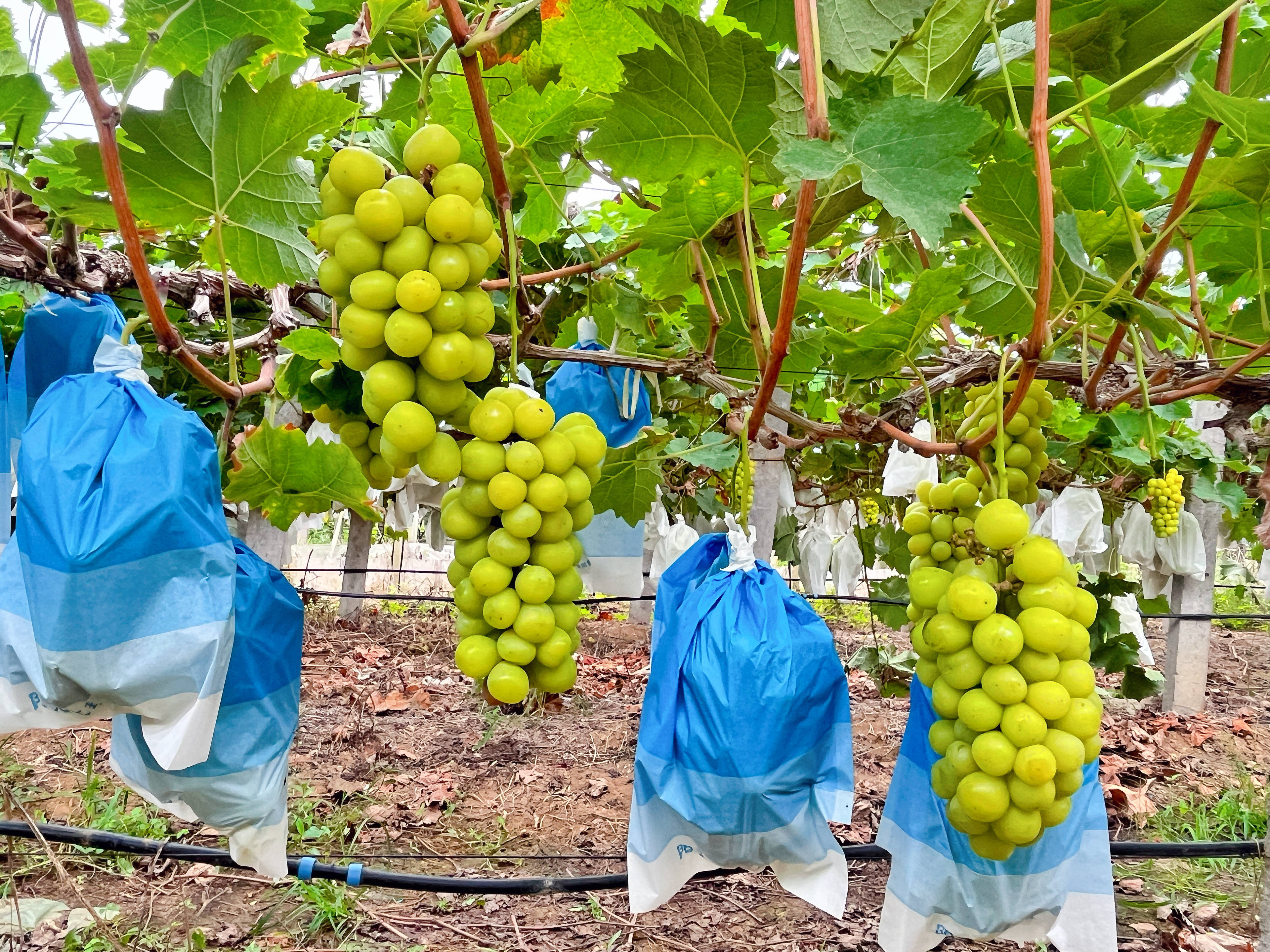 “阳光玫瑰”葡萄宛如晶莹剔透的“绿宝石”.jpg
