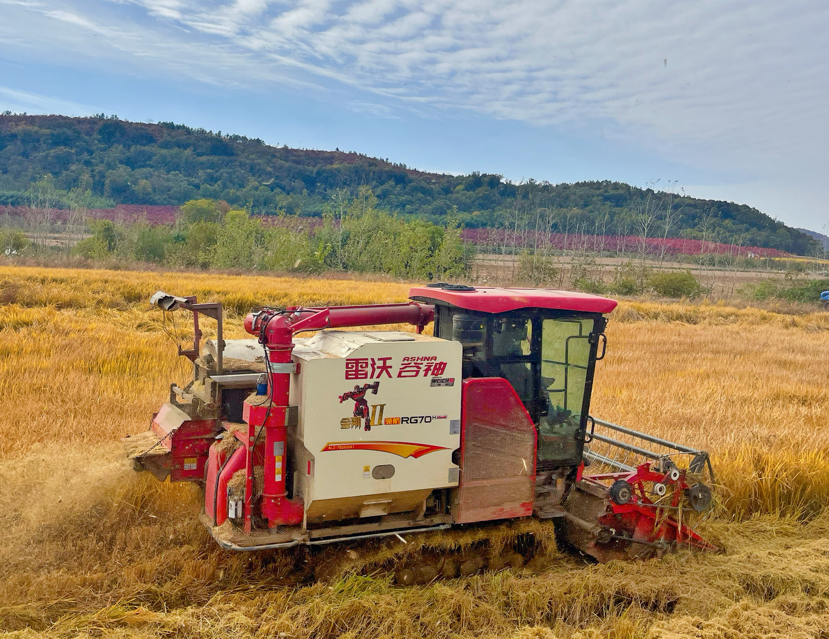 农用收割机正在收割成熟的稻子.jpg