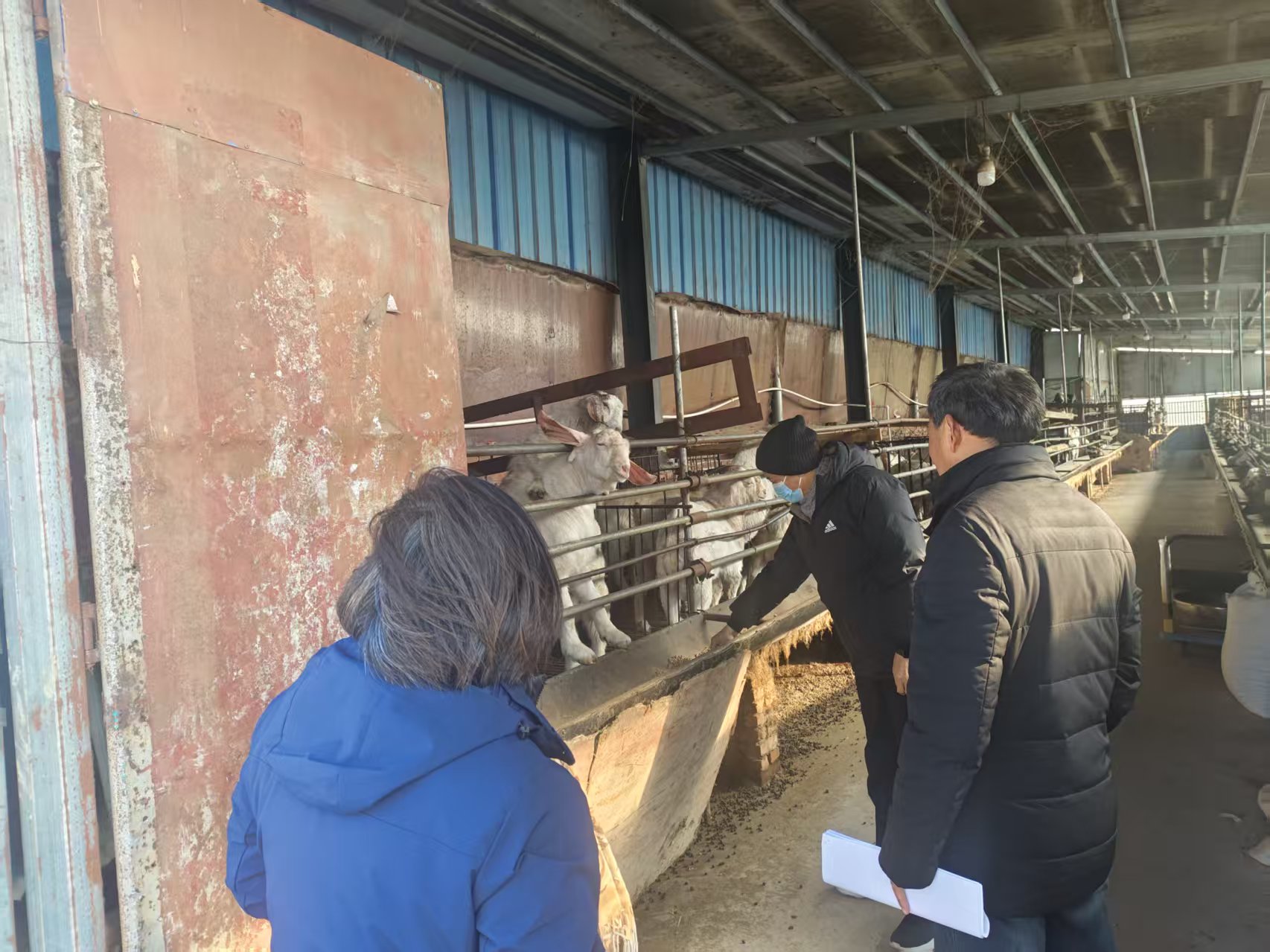 0106镇查看畜禽粪污资源化利用及畜牧养殖安全