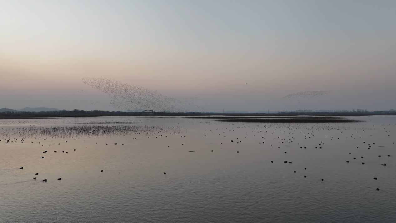 ae0ff7b818f797ec736a08629c9b4dc8