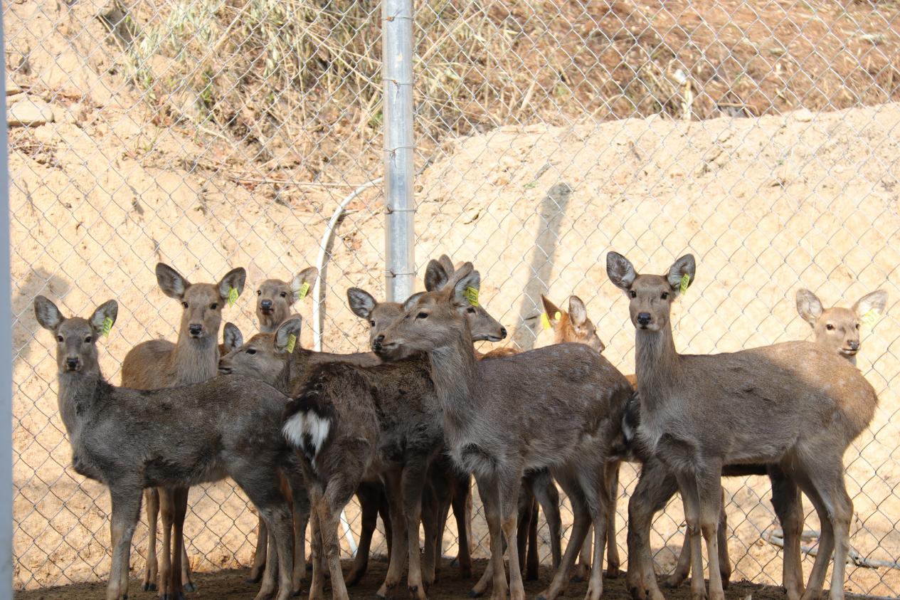 25.12.18汤村牛羊梅花鹿 (25)