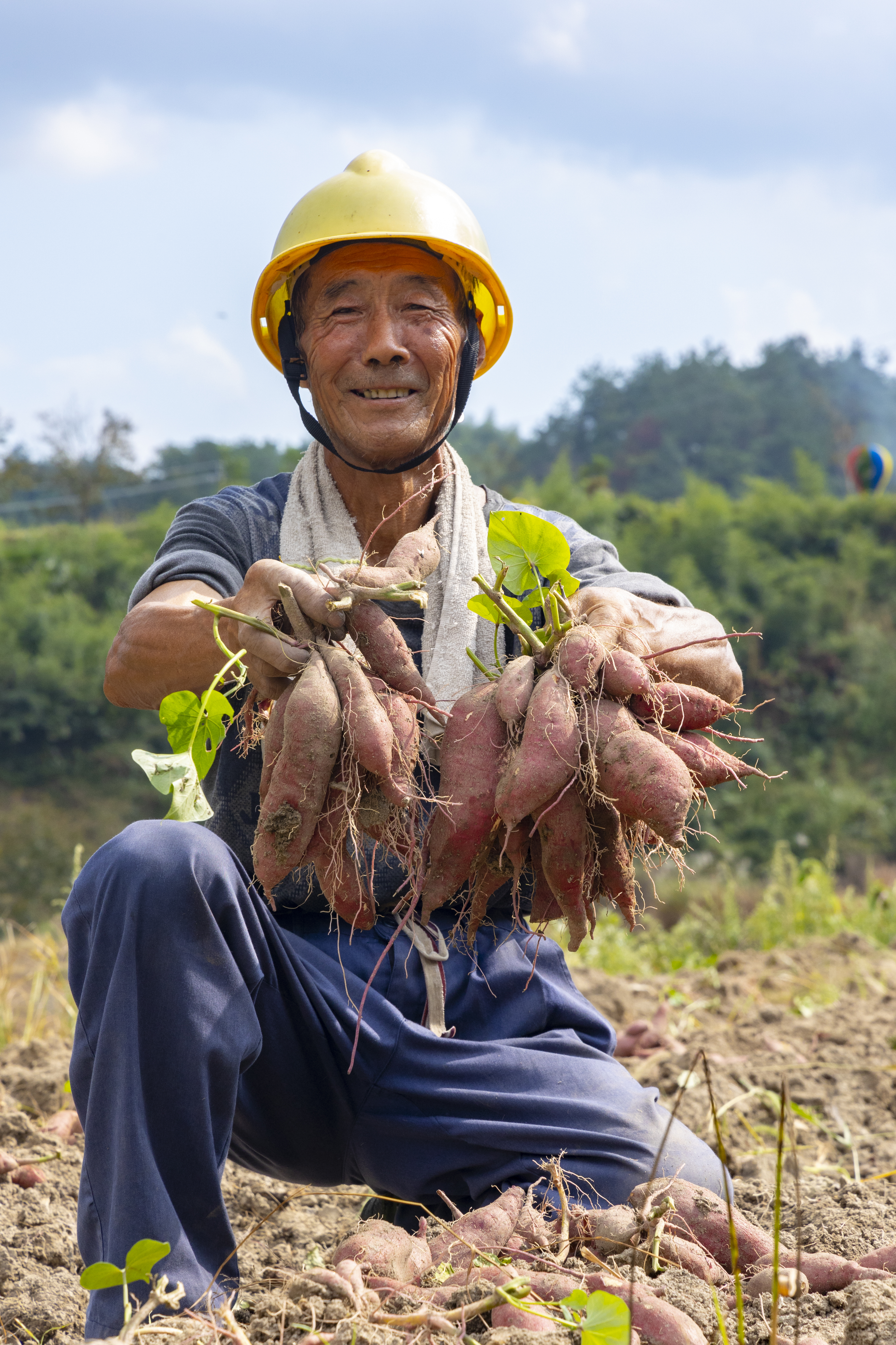 红薯迎丰收