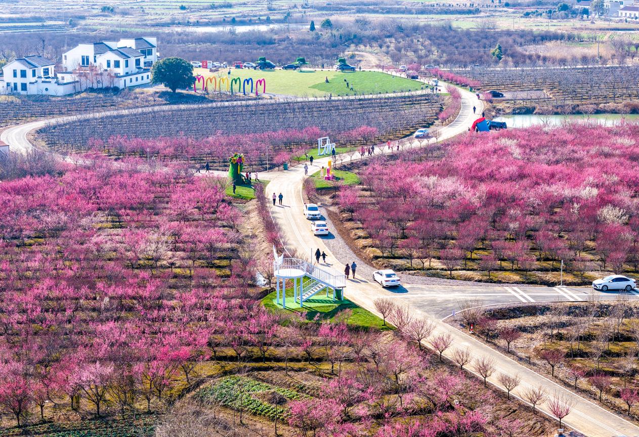庐江百亩梅园成春游“新宠”