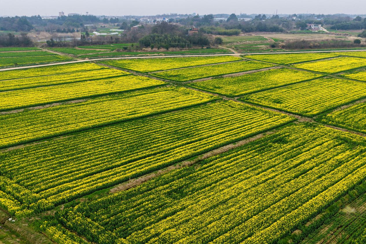 DJI_20260304110802_0114_D